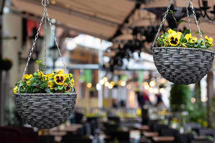 Beyond the Green Veil: Finding Beauty in Gardening’s Boundaries!