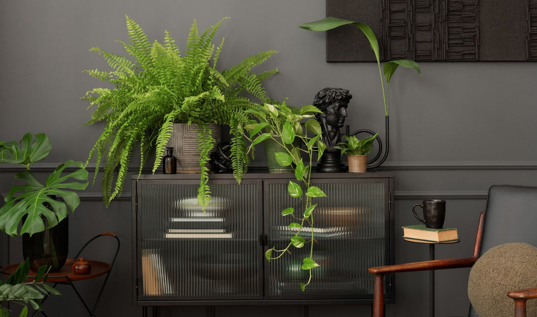 Indoor Greenery: The Power of Plants