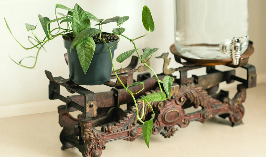 Designing a Peaceful Atmosphere with Japanese Zen Gardens Indoors