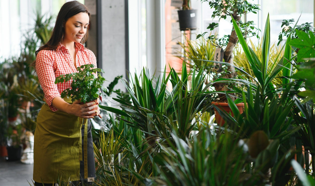 Incorporating Nature Inside: Indoor Plant Displays