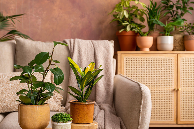 Blooming Beauties: Unveiling the Charm of House Plants
