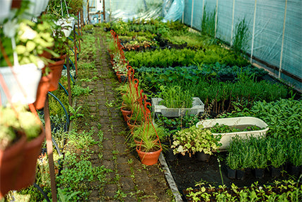 Planning a Medicinal Herb Garden for Natural Remedies