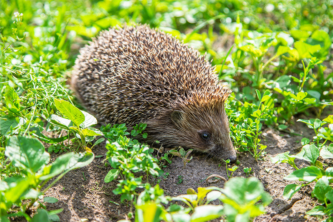 Attracting Hedgehogs and Other Helpers to Your Garden