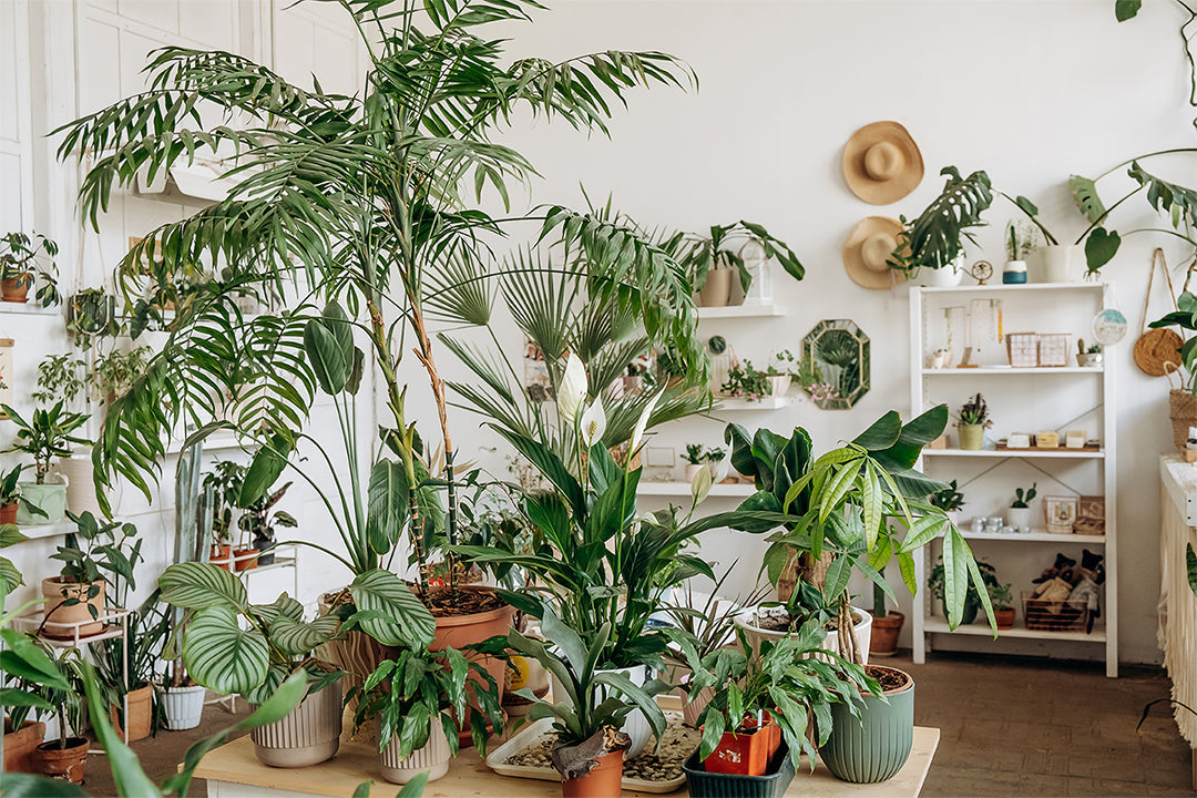 How to Grow and Care for Rare or Unusual Plant Varieties