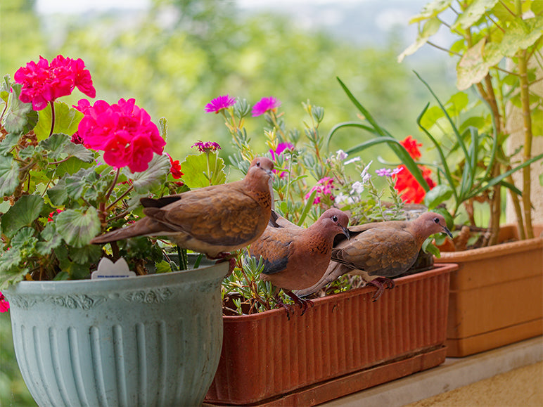 How to Design a Bird-Friendly Garden