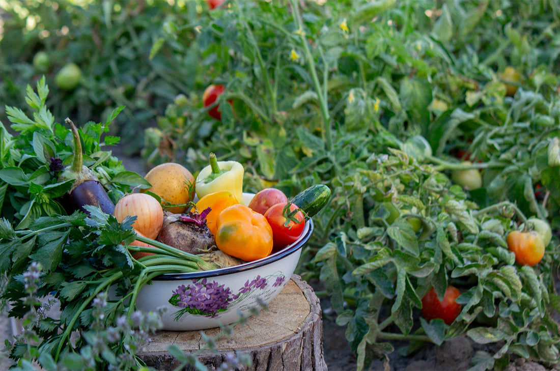 The Benefits of Incorporating Native Plants in Your Garden