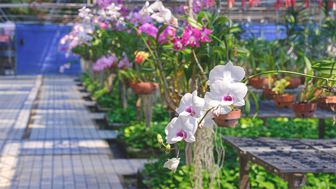 How to Successfully Grow Orchids in Outdoor Gardens