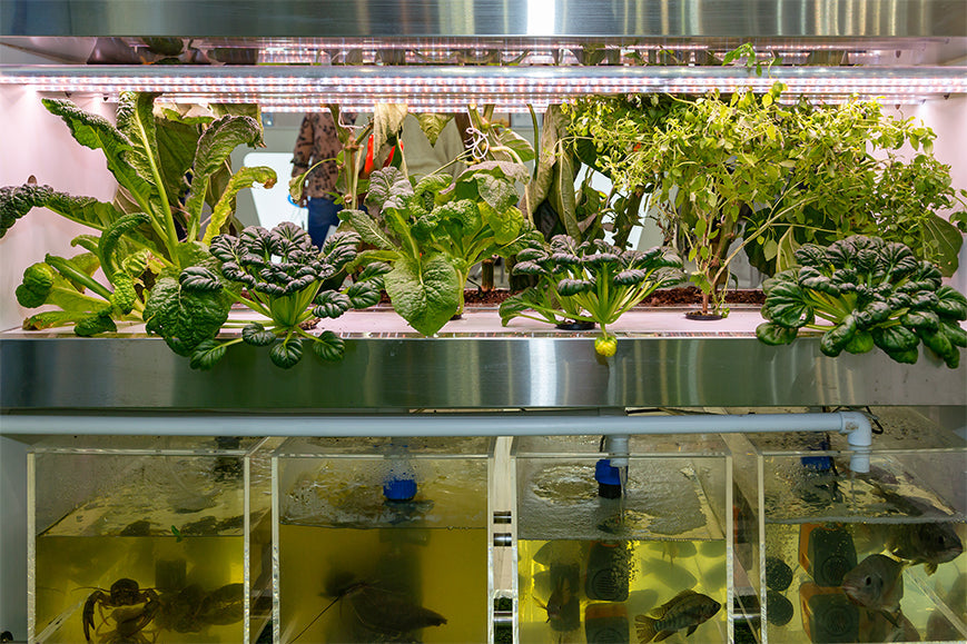 The Basics of Aquaponic Gardening and Its Benefits