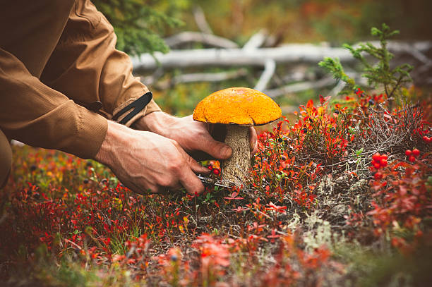 How to Grow Mushrooms in Your Backyard