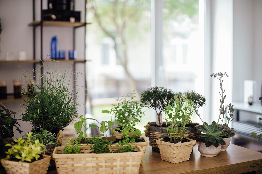 The Best Indoor Plants for Every Room