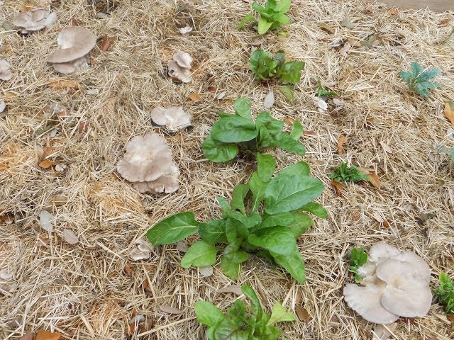 How to Grow Mushrooms in Your Backyard