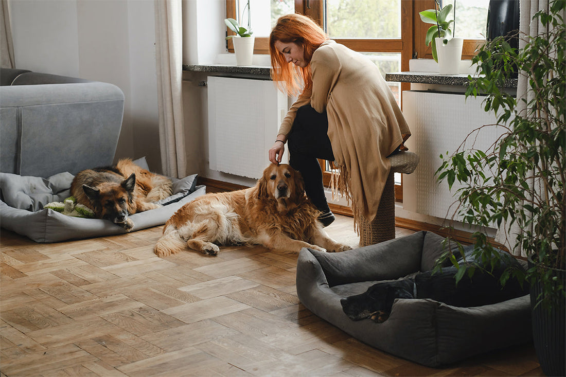 Creating a Comfortable Home for Your Pets